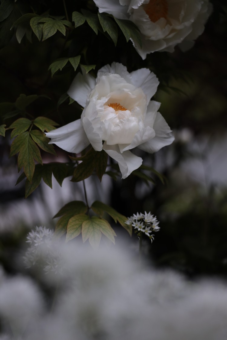 2668037154712581458_157A7194